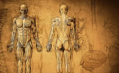 Skizze der Menschlichen Anatomie