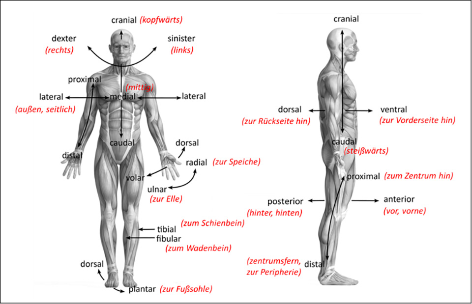 Anatomie: Lagebezeichnungen, Ebenen & Bewegungsrichtungen